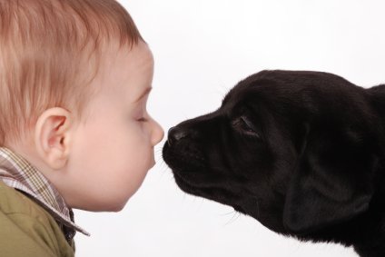 When Baby and Pet Meet 8 baby and pet puppy dog check each other out